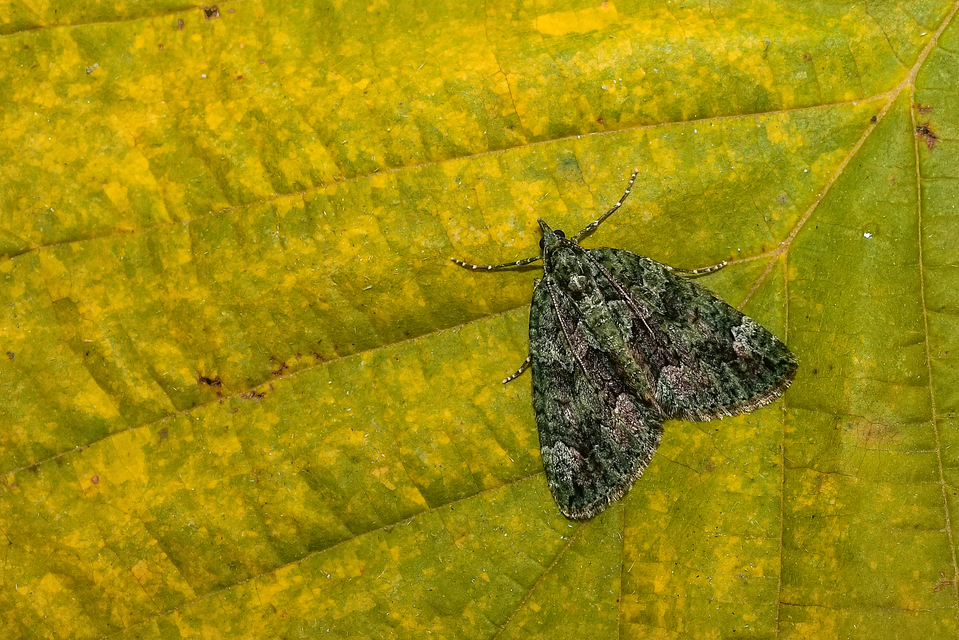 Chloroclysta siterata - salátazöld araszoló
