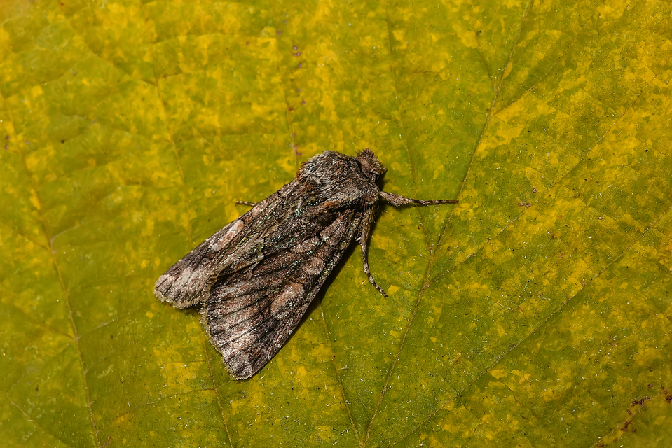 Allophyes oxyacanthae - galagonyabagoly