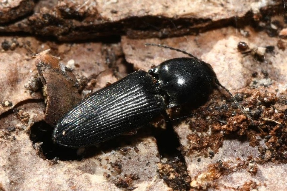 Cardiophorus
