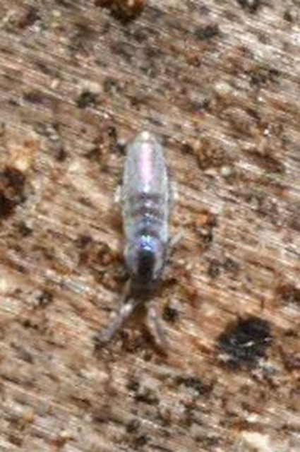 Lepidocyrtus