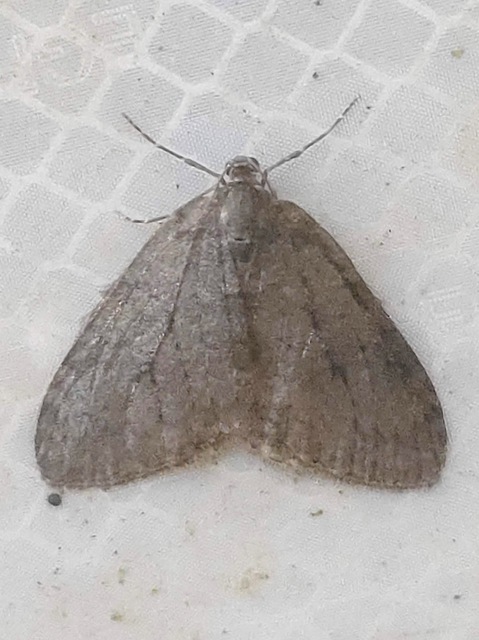 Epirrita christyi/dilutata