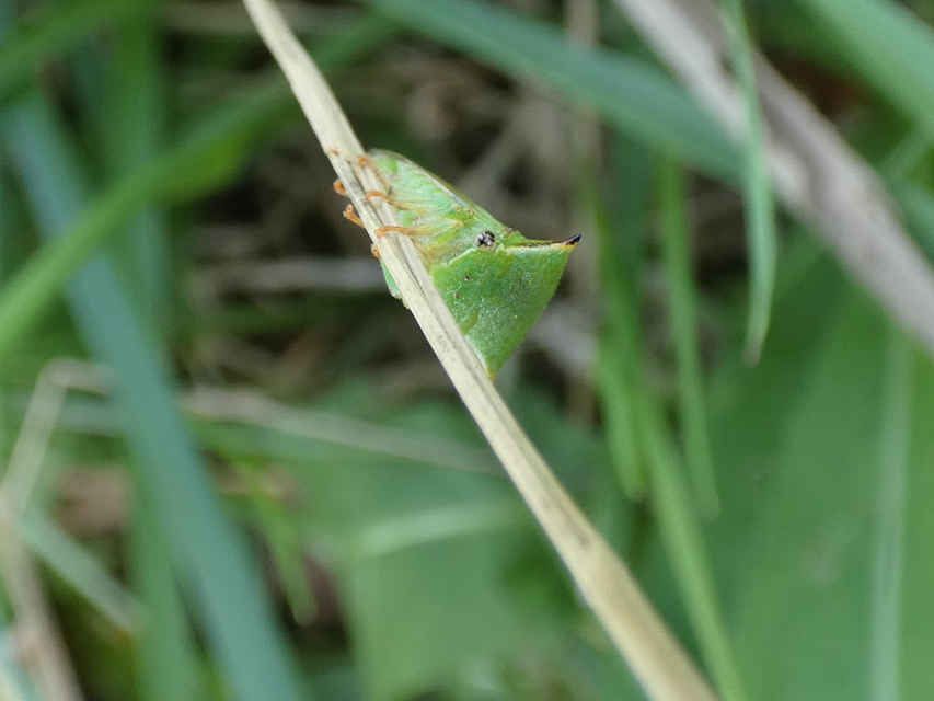 Stictocephala bisonia - bivalykabóca