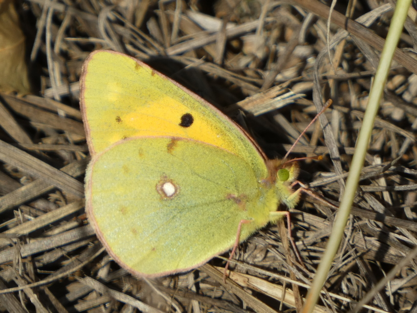 Colias croceus - sáfránylepke