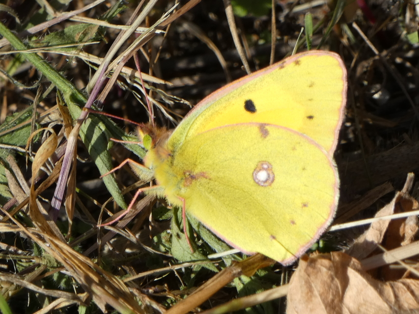 Colias croceus - sáfránylepke