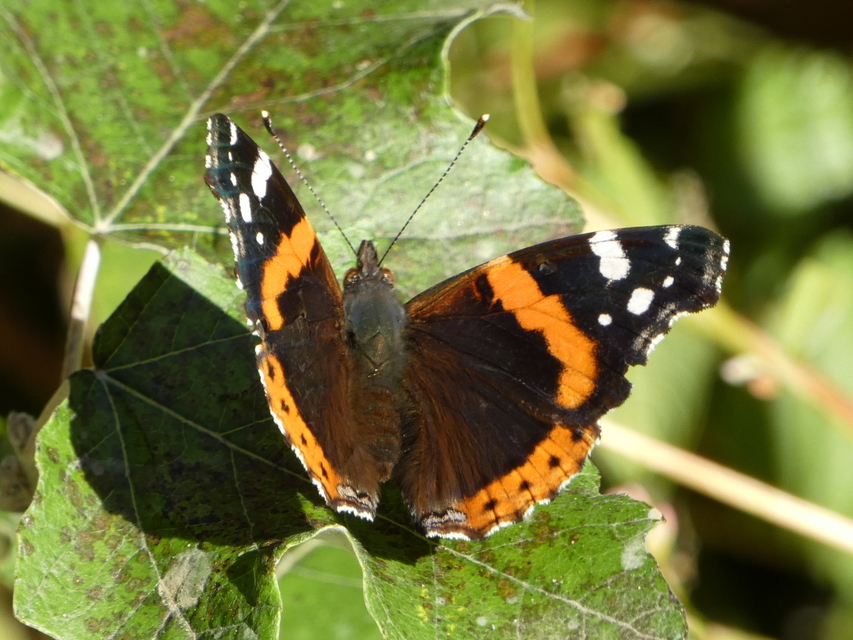 Vanessa atalanta - atalantalepke