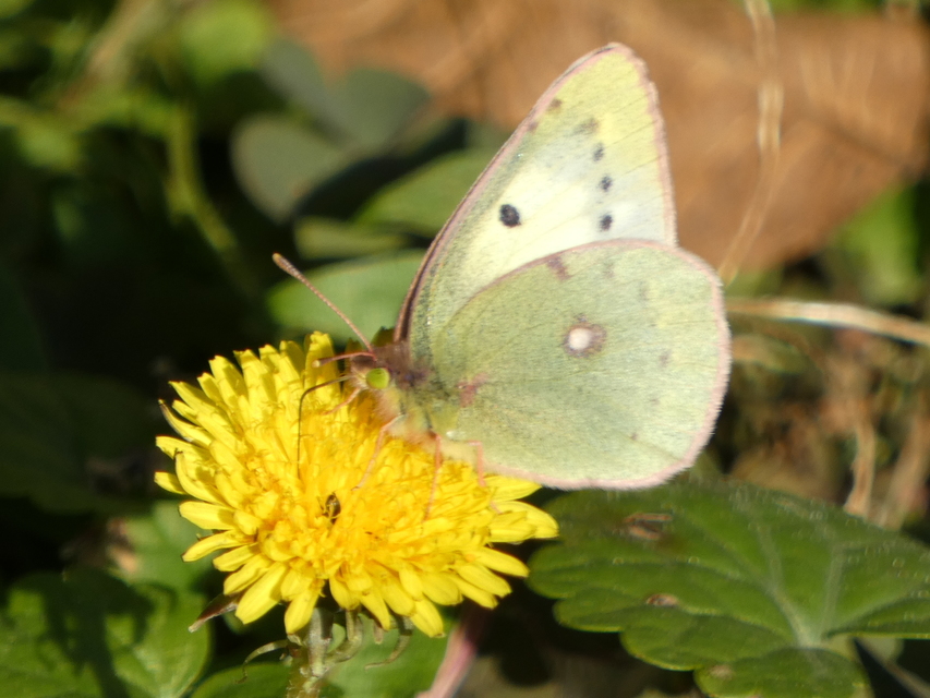 Colias croceus - sáfránylepke