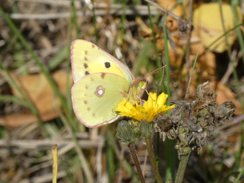 Colias croceus - sáfránylepke