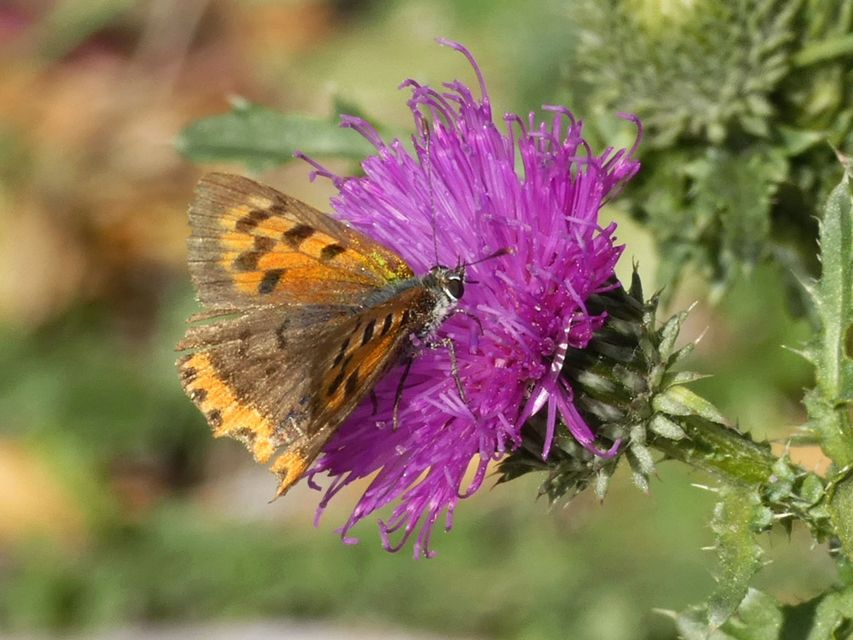 Lycaena phlaeas - közönséges tűzlepke