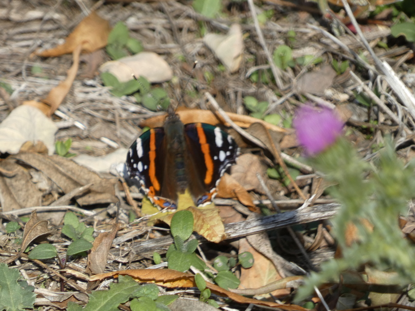 Vanessa atalanta - atalantalepke