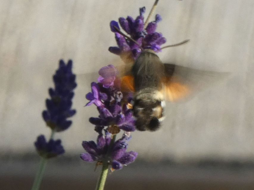 Macroglossum stellatarum - kacsafarkú szender