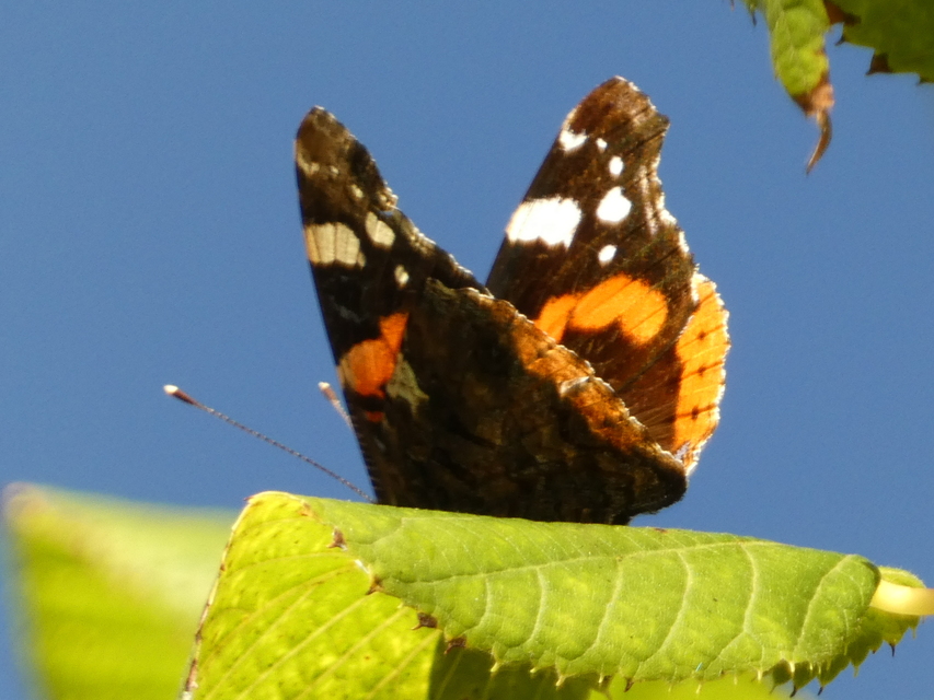Vanessa atalanta - atalantalepke