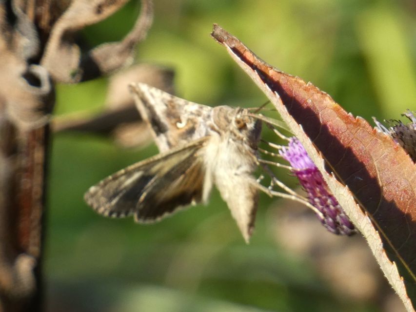 Autographa gamma - gammalepke