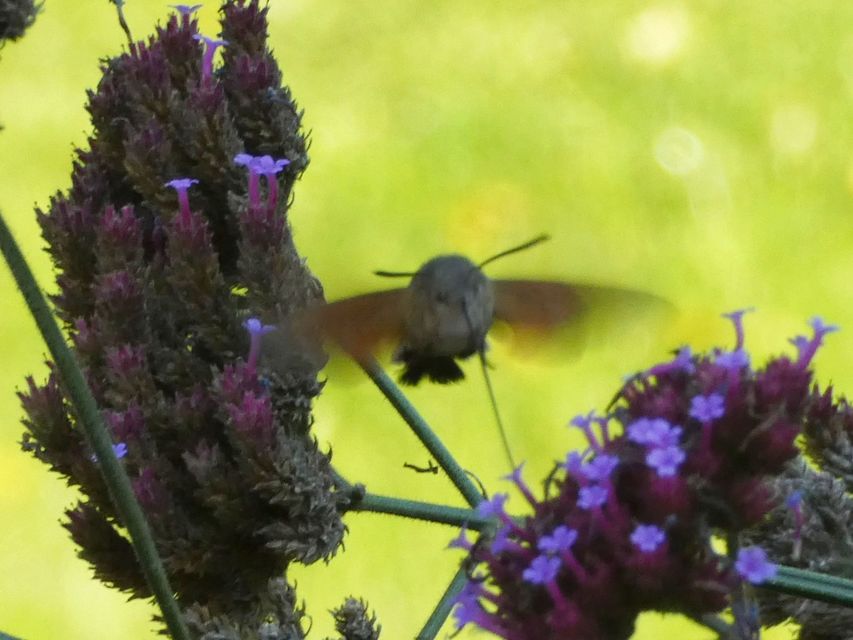 Macroglossum stellatarum - kacsafarkú szender