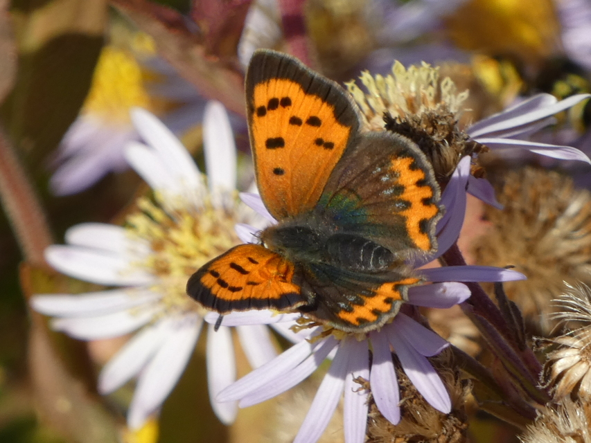 Lycaena phlaeas - közönséges tűzlepke