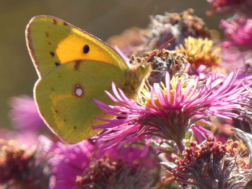 Colias croceus - sáfránylepke