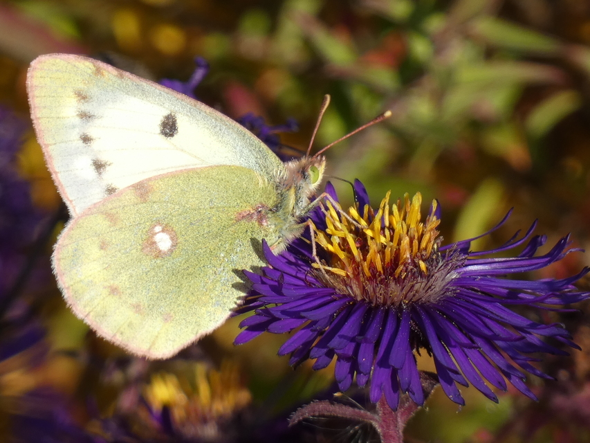 Colias croceus - sáfránylepke