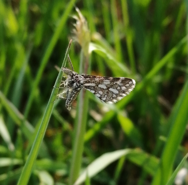 Narraga fasciolaria/tessularia