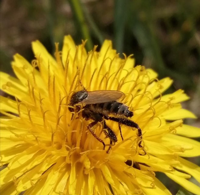 Empis