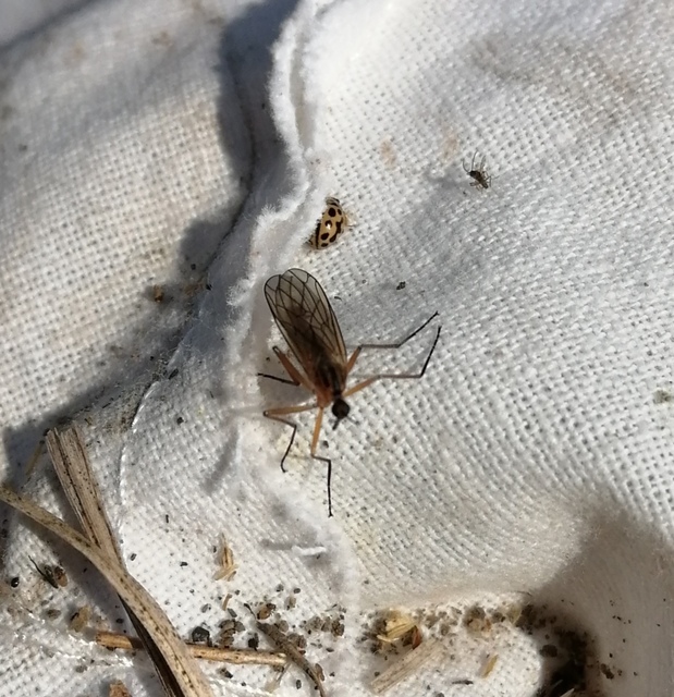 Empis