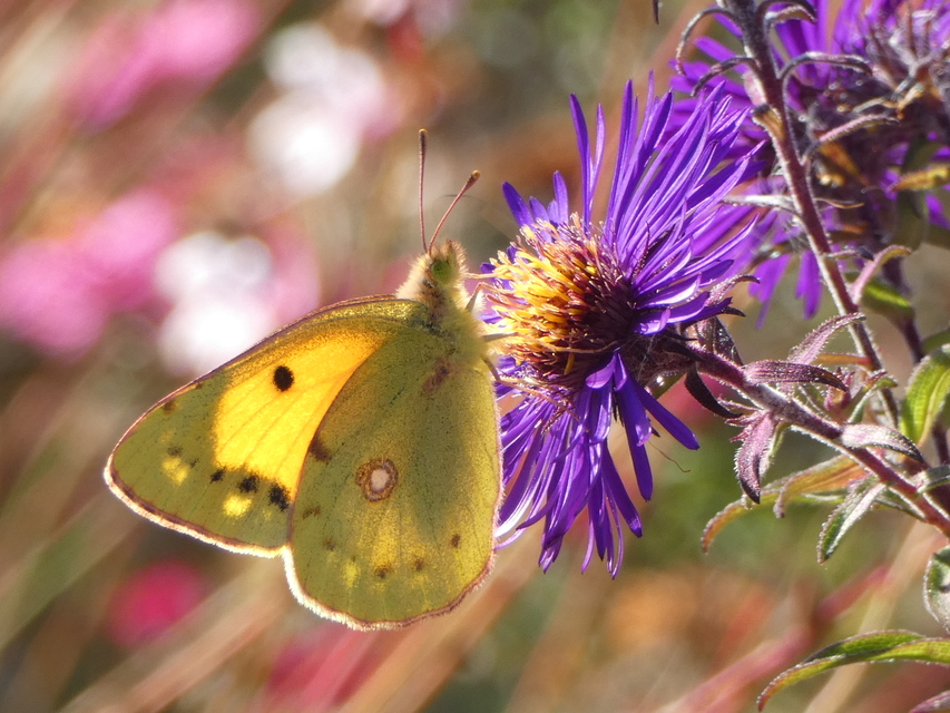 Colias croceus - sáfránylepke