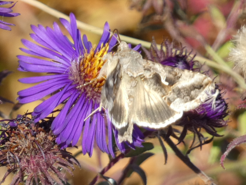 Autographa gamma - gammalepke