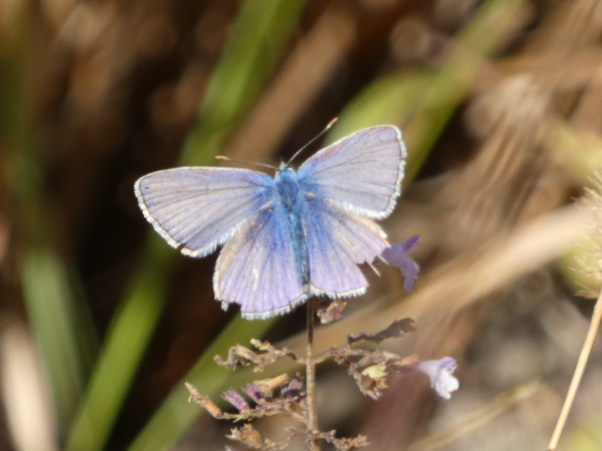 Polyommatus icarus - közönséges boglárka