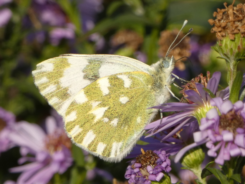 Pontia edusa - rezedalepke