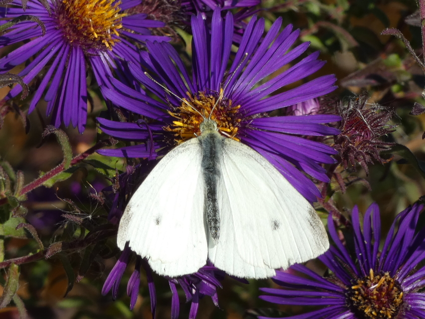 Pieris rapae - répalepke