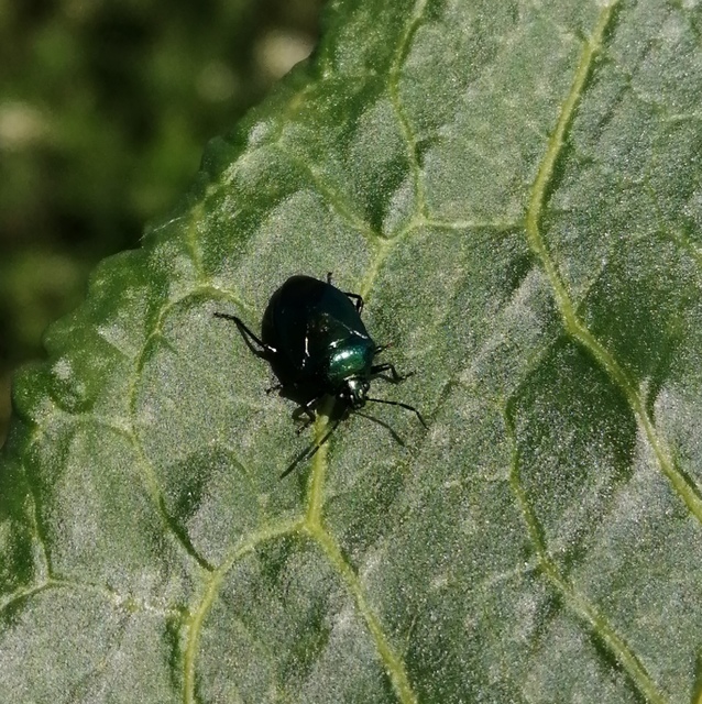 Zicrona caerulea - acélkék poloska Zicrona caerulea - acélkék poloska