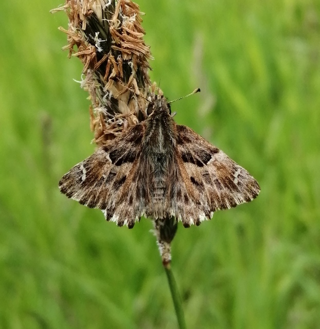 Carcharodus alceae - mályva-busalepke