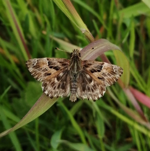 Carcharodus alceae - mályva-busalepke