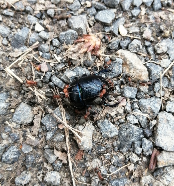 Anoplotrupes stercorosus - erdei álganéjtúró