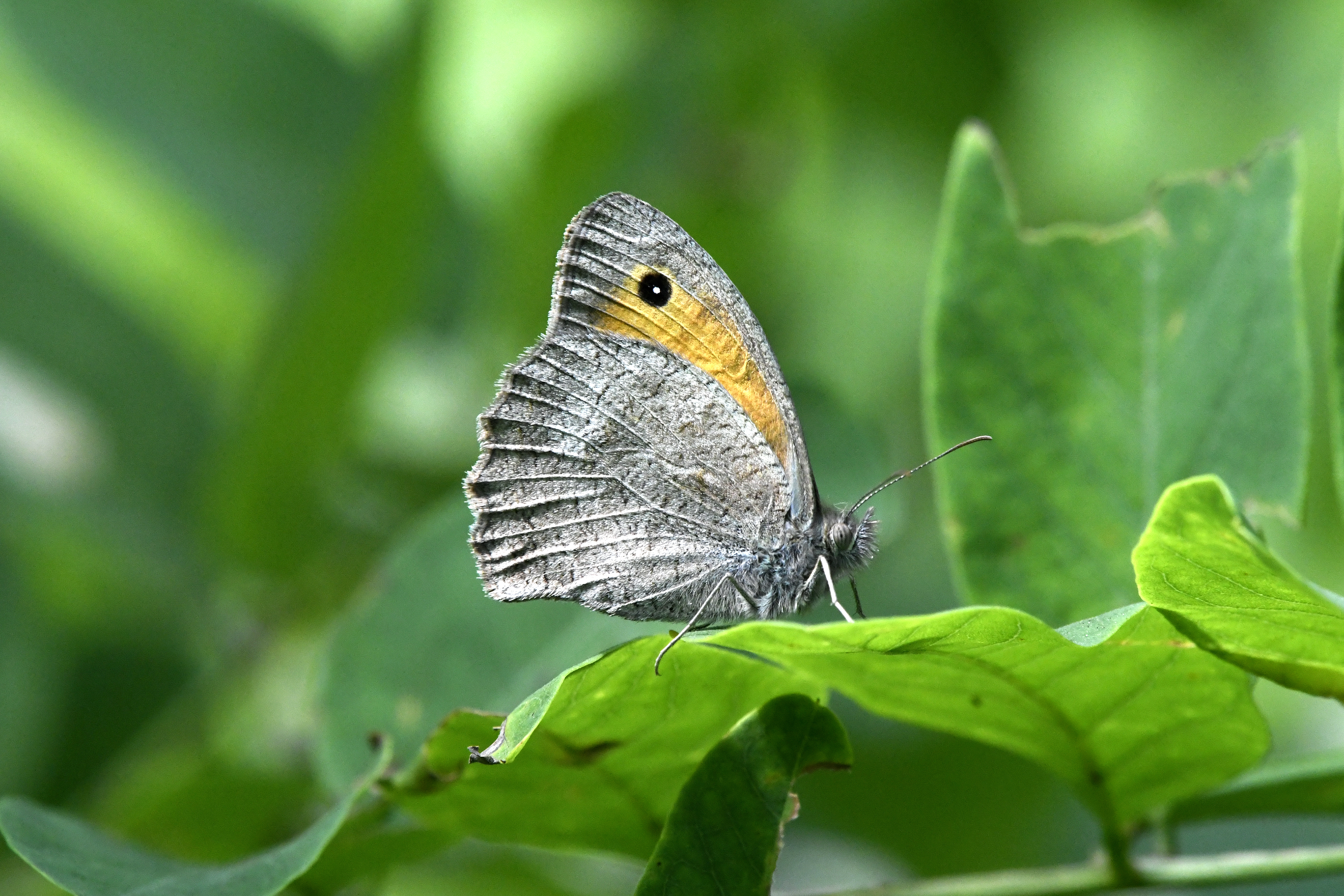Hyponephele lupina - homoki ökörszemlepke