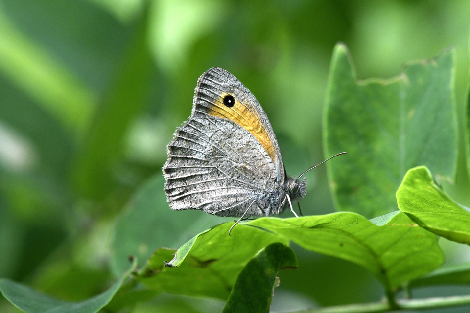 Hyponephele lupina - homoki ökörszemlepke