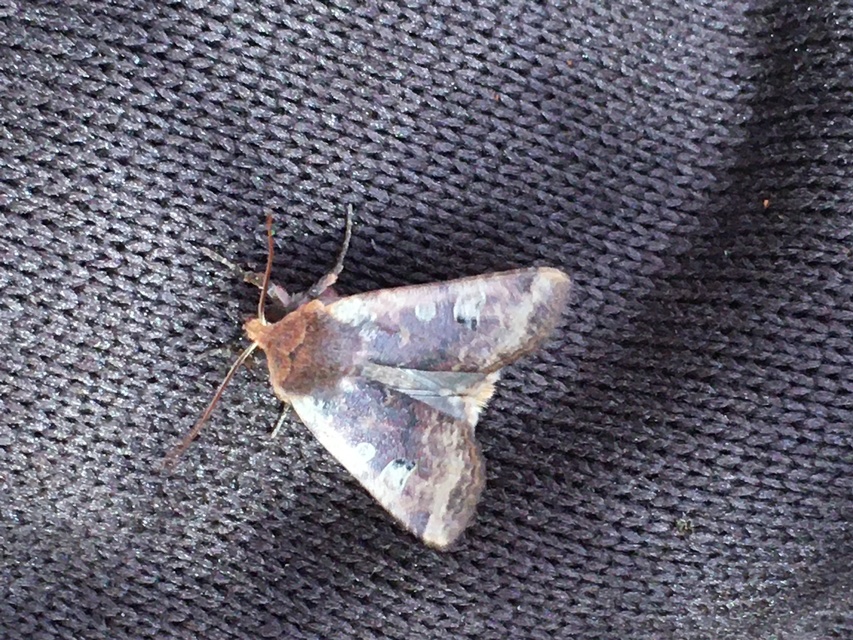 Conistra erythrocephala - vörösfejű őszibagoly