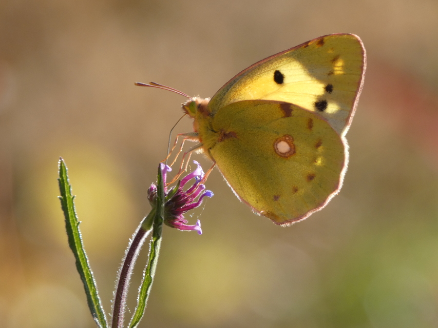 Colias croceus - sáfránylepke