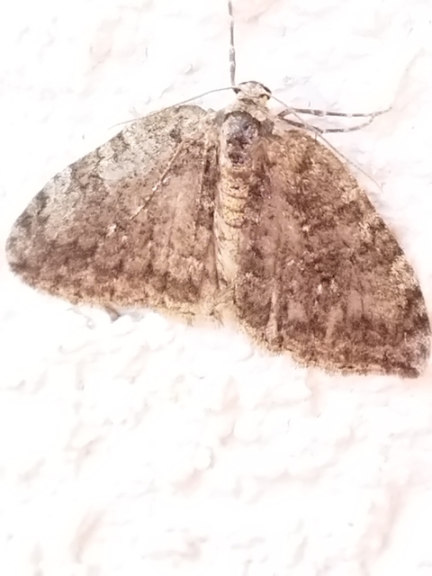 Epirrita christyi/dilutata