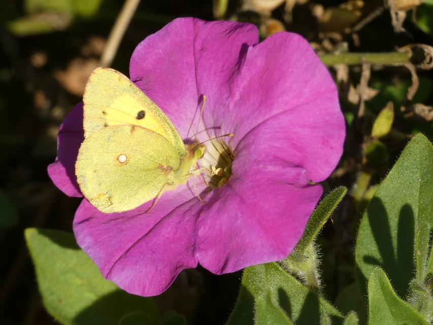 Colias croceus - sáfránylepke