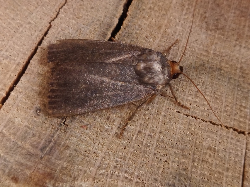 Amphipyra livida - zsírfényű bagoly