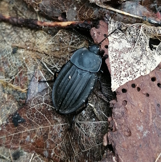 Silpha carinata - karimás dögbogár