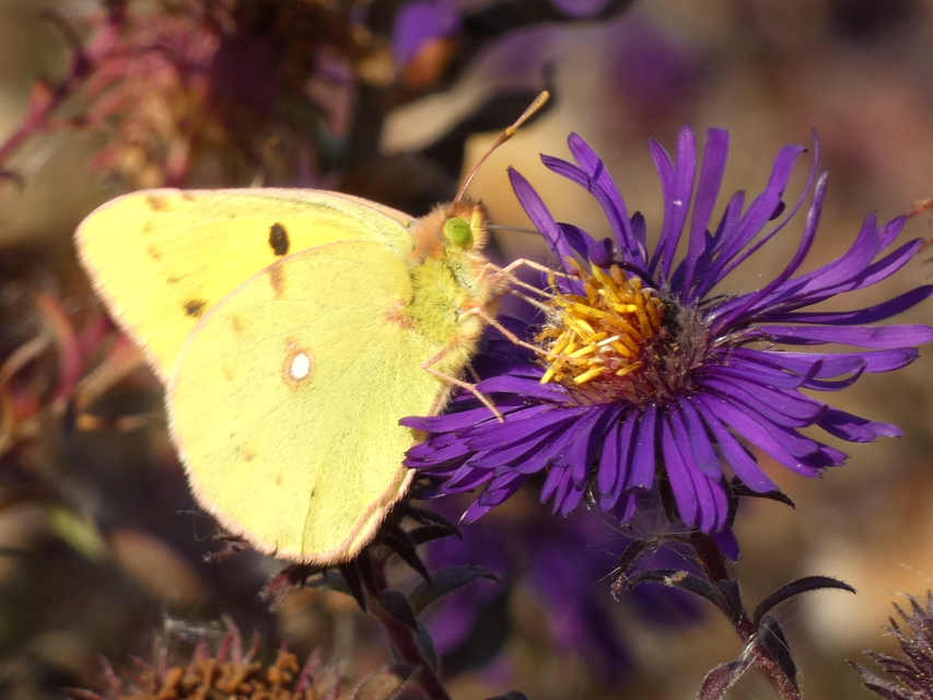 Colias croceus - sáfránylepke