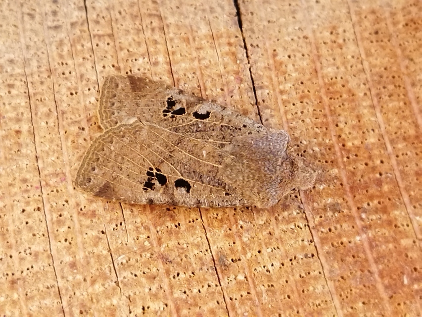 Conistra rubiginosa - szürke télibagoly