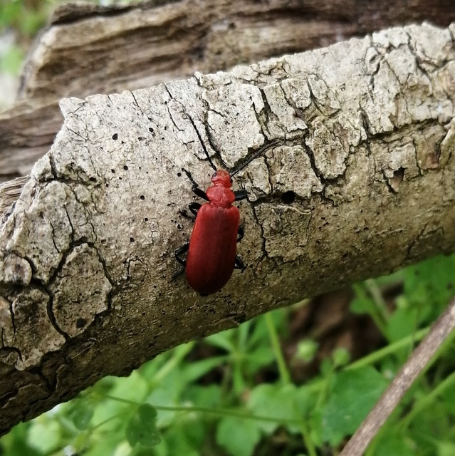 Pyrochroa serraticornis - közép-bíborbogár