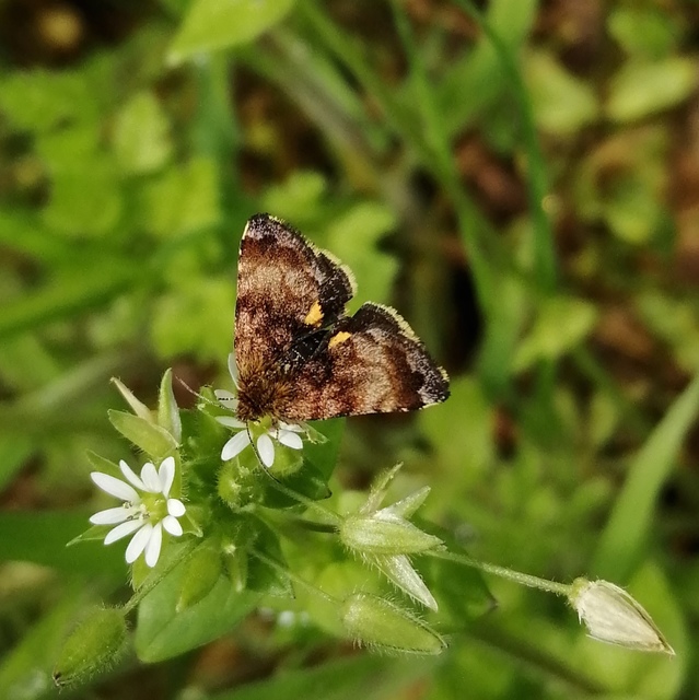 Panemeria tenebrata - apró sárgabagoly