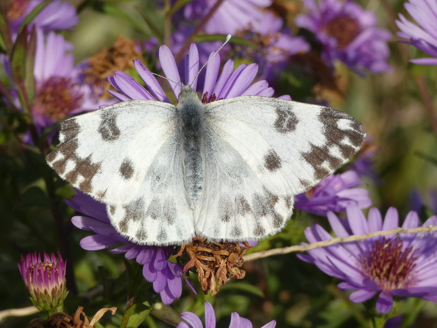Pontia edusa - rezedalepke