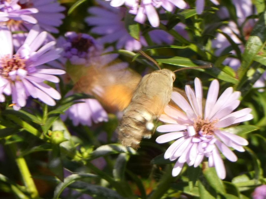 Macroglossum stellatarum - kacsafarkú szender
