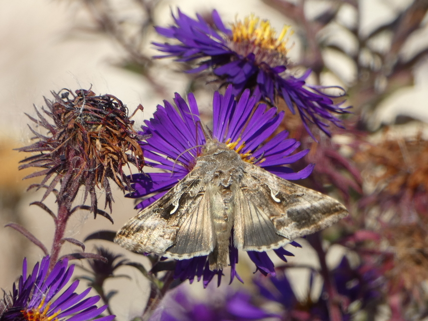 Autographa gamma - gammalepke