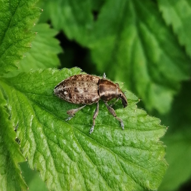 Lepyrus capucinus - pettyes fűzormányos
