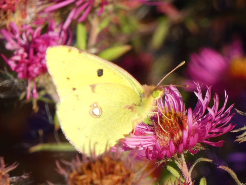Colias croceus - sáfránylepke