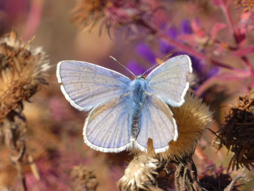 Polyommatus icarus - közönséges boglárka